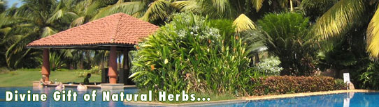 Ayurveda Kerala Ayurveda Kerala