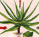 Herbal Plants