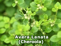 avera-lanata-cheroola