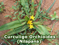 curculigo-orchioides