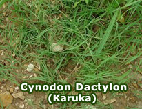 cynodon-dactylon
