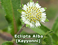 eclipta-alba--kayyonni