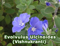 evolvulus-ulcinoides-vishnukranti