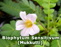 biophytum-sensitivum