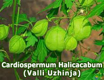 cardiospermum-halicacabum-valli-uzhinja