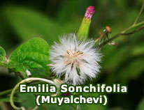 emilia-sonchifolia