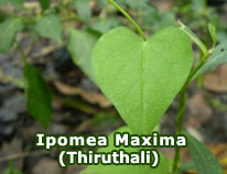ipomea-maxima-thiruthali